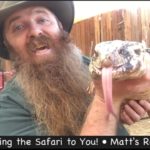 Matt’s Reptile Family and their Virtual Safari!